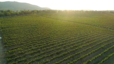 Havadan görüntüleri, Rusya'da Sunset'teki muhteşem üzüm bağları.