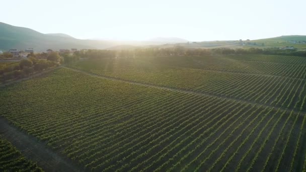 Filmati aerei, splendidi vigneti al tramonto in Russia . — Video Stock