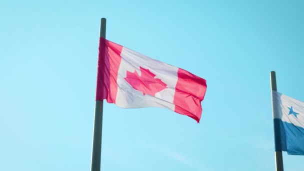 Canadian Flag or the Flag of Canada waving on a windy day. Red and White, the colors of the Maple Leaf — Stock Video