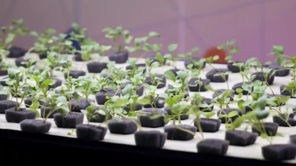 Plántulas de nuevas plantas en el laboratorio. Hidropónica . — Vídeos de Stock