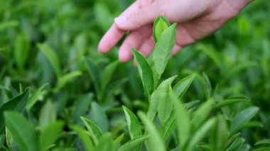 Çay yaprakları bir çiftlikte duygu el. Bir el ile bir çay plantasyon çay toplama