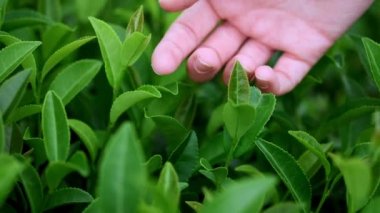 Çay yaprakları bir çiftlikte duygu el. Bir el ile bir çay plantasyon çay toplama