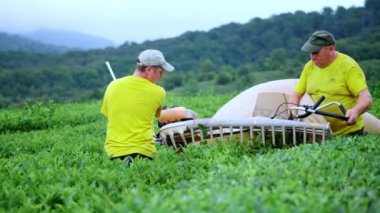 İki erkek bir çay plantasyon kesme, kesme ve çay montaj için otomatik bir kesme makinesi ile çay toplamak. Ağır çekim