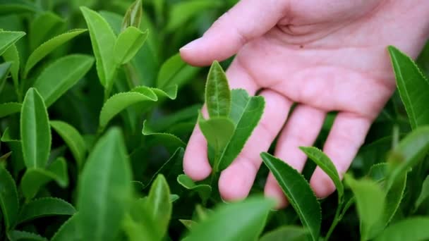 手摸着茶叶在种植园里的叶子。用雌性手在茶园里喝茶 — 图库视频影像