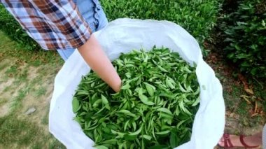 El dökülen taze çay yaprakları, dokunur, hissediyor. Çay plantasyon çay plantasyon.