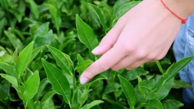 Çay yaprakları bir çiftlikte duygu el. Bir el ile bir çay plantasyon çay toplama