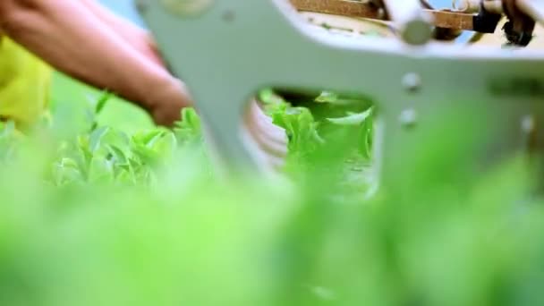 Twee mannen verzamelen thee bij een thee plantage met een automatische clipper voor snijden, knippen en monteren van thee — Stockvideo