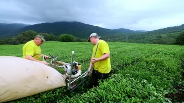 Dos hombres reúnen té en una plantación de té con un cortador automático para cortar, cortar y ensamblar té — Vídeos de Stock