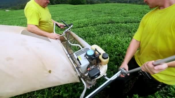 Twee mannen verzamelen thee bij een thee plantage met een automatische clipper voor snijden, knippen en monteren van thee — Stockvideo