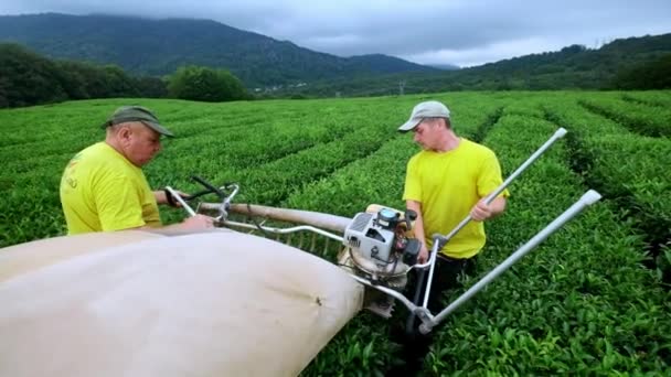 Två män samla te på en teplantage med en automatisk klippare för skärning, kapning och montering te — Stockvideo