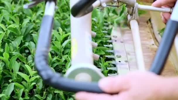 Två män samla te på en teplantage med en automatisk klippare för skärning, kapning och montering te — Stockvideo