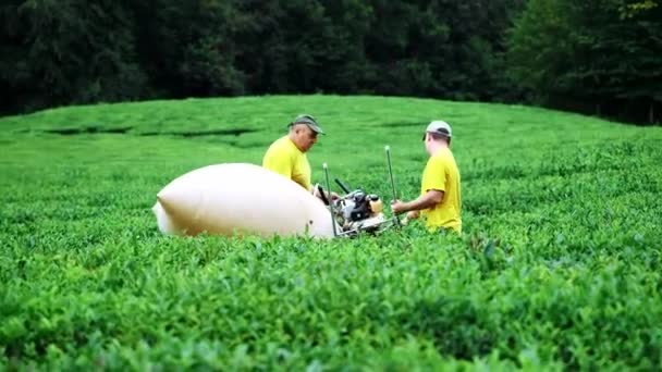 Dwóch mężczyzn są zaangażowane w montażu herbaty w plantacji herbaty. Montaż automatyczny herbaty. — Wideo stockowe
