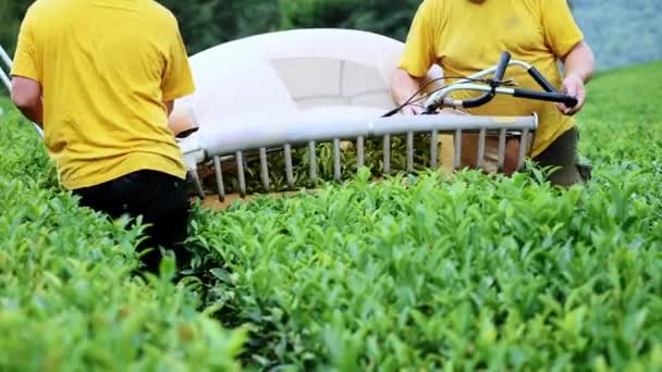 Twee mannen zijn betrokken bij het monteren van de thee in een thee plantage. Automatische thee vergadering. — Stockvideo