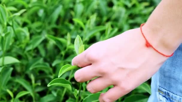 Beautiful girl with traditional clothes picking tea. — Stock Video