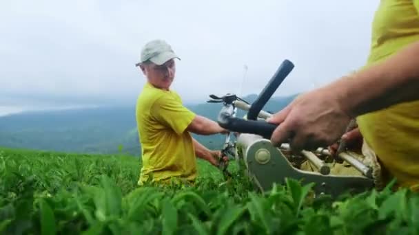 Deux hommes sont engagés dans l'assemblage du thé dans une plantation de thé. Assemblage automatique du thé . — Video