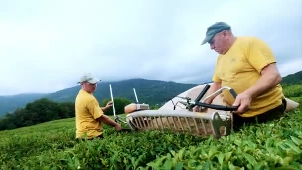 Dois homens estão envolvidos na montagem de chá em uma plantação de chá. Montagem automática de chá . — Vídeo de Stock