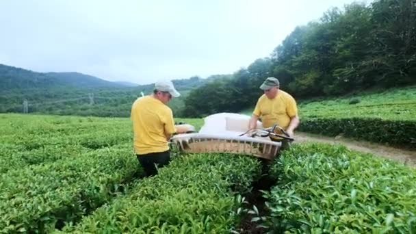 Dos hombres se dedican a ensamblar té en una plantación de té. Montaje automático de té . — Vídeos de Stock