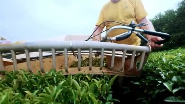 Twee mannen zijn betrokken bij het monteren van de thee in een thee plantage. Automatische thee vergadering. — Stockvideo