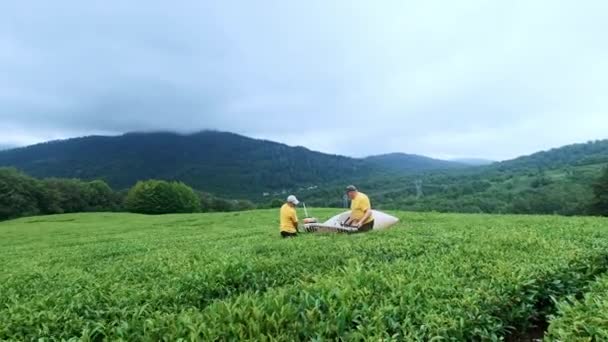 Deux hommes sont engagés dans l'assemblage du thé dans une plantation de thé. Assemblage automatique du thé . — Video