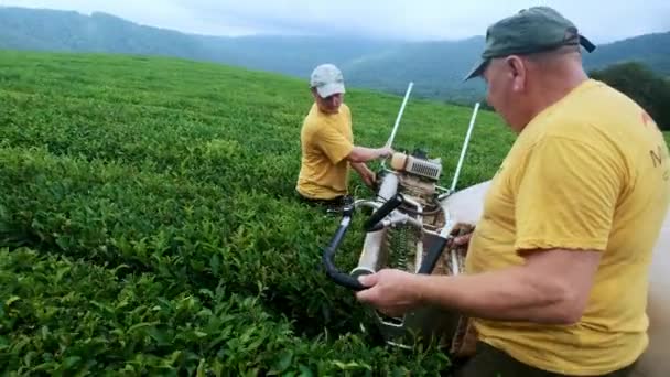 Twee mannen zijn betrokken bij het monteren van de thee in een thee plantage. Automatische thee vergadering. — Stockvideo