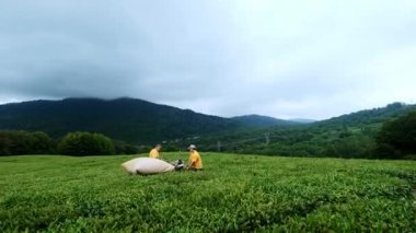 İki adam çay çay plantasyon içinde montaj nişanlandık. Otomatik çay derleme.