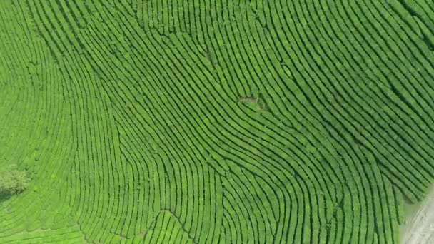 Vídeo aéreo de plantación de té verde se encuentra cerca de la ladera en la ciudad de Boseong, Corea del Sur. Vídeo aéreo de drone . — Vídeo de stock