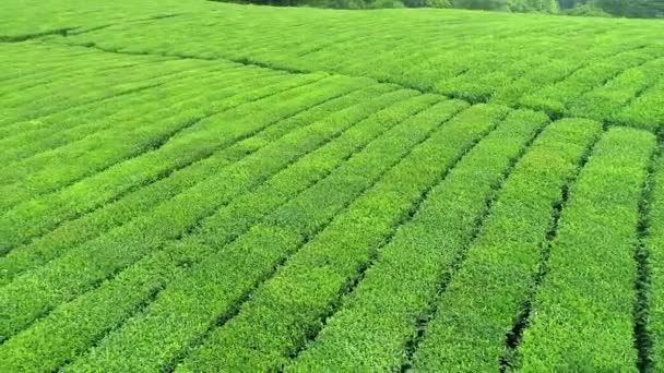 Vídeo aéreo de plantación de té verde se encuentra cerca de la ladera en la ciudad de Boseong, Corea del Sur. Vídeo aéreo de drone . — Vídeo de stock