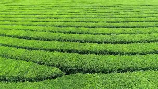 Воздушное видео плантации зеленого чая находится рядом с склоном холма в городе Босон, Южная Корея. Авиационное видео с беспилотника . — стоковое видео