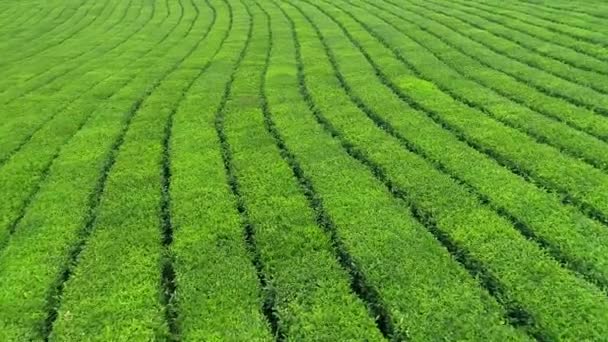 Повітряні відео зелений чай плантації знайти поблизу схилі пагорба у місті Boseong, Південна Корея. Повітряне відеоматеріалу drone. — стокове відео