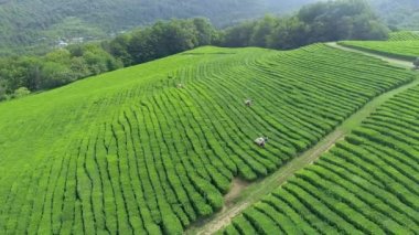 Birçok kadın işçi malzeme çekme çay yaprakları, bir çay plantasyon içinde Tayland kuzeyinde. Uçak uçan üzerinden havadan görünümü