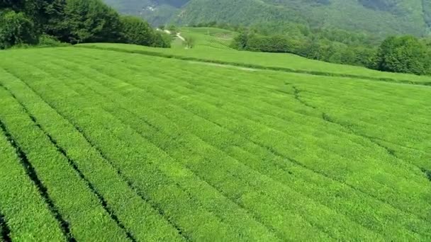 Vídeo aéreo de plantación de té verde se encuentra cerca de la ladera en la ciudad de Boseong, Corea del Sur. Vídeo aéreo de drone . — Vídeo de stock