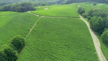 Birçok kadın işçi malzeme çekme çay yaprakları, bir çay plantasyon içinde Tayland kuzeyinde. Uçak uçan üzerinden havadan görünümü