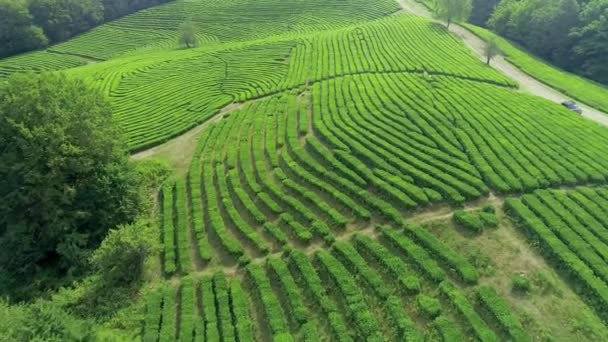 Vídeo aéreo de plantación de té verde se encuentra cerca de la ladera en la ciudad de Boseong, Corea del Sur. Vídeo aéreo de drone . — Vídeo de stock