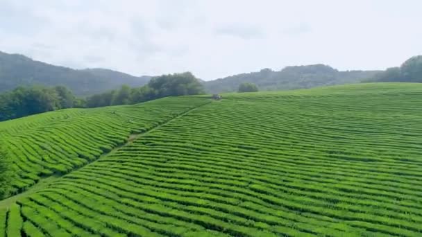 Many Woman worker picking tea leaves at a tea plantation in north of Thailand. Aerial view from flying drone — Stock Video