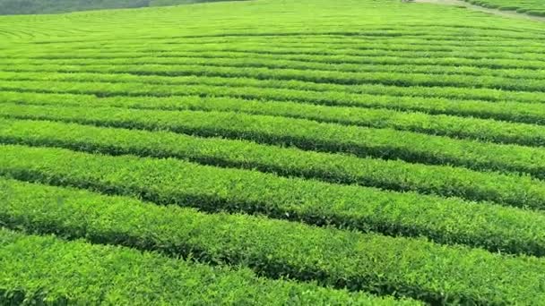 Luchtfoto video van groene thee plantage is Zoek in de buurt van de heuvel in Boseong city, Zuid-korea. Luchtfoto video van drone. — Stockvideo