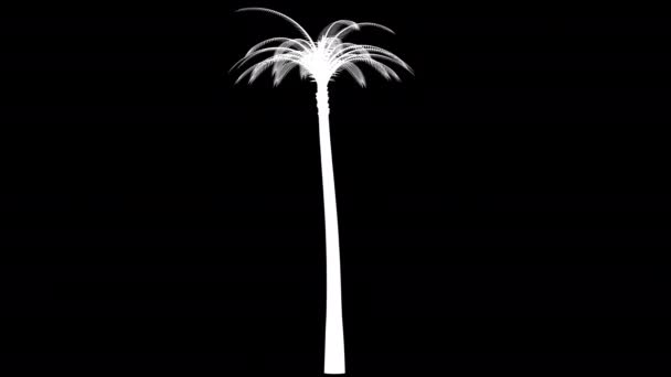 The silhouette of a palm tree rotates — Stock Video