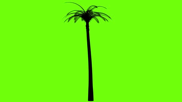 La silueta de una palmera gira — Vídeos de Stock