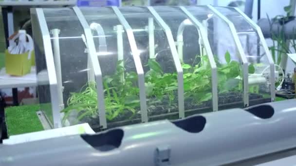 Small smart home greenhouse. Growing vegetables and fruits at home. Hydroponics and special lighting. — Stock Video