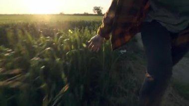 Yakın çekim kadınların el buğday tarlası ile çalışan, Dolly vurdu. Yavaş hareket 120 fps. Kızlar el dokunma buğday kulakları çekim. Güneş objektifi flare. İyi hasat konsepti.