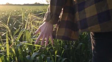 Kadın çiftçi el tarlada lahanası tutar. Kadın el alan üzerinde çalışır, buğday veya Mısır dokunur. Tarım ve özgürlük. Güneş objektifi flare. İyi hasat konsepti.