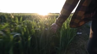 Kadın çiftçi el tarlada lahanası tutar. Kadın el alan üzerinde çalışır, buğday veya Mısır dokunur. Tarım ve özgürlük. Güneş objektifi flare. İyi hasat konsepti.