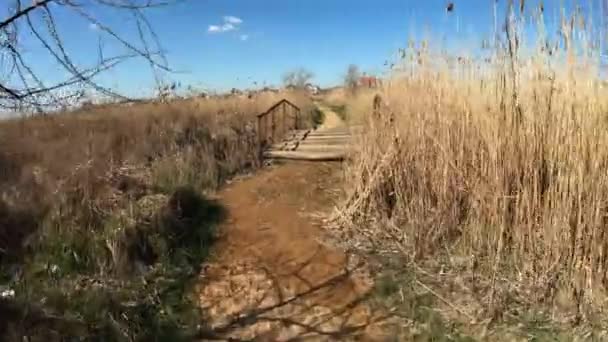 Een man loopt langs een houten wandelpad in de natuur — Stockvideo