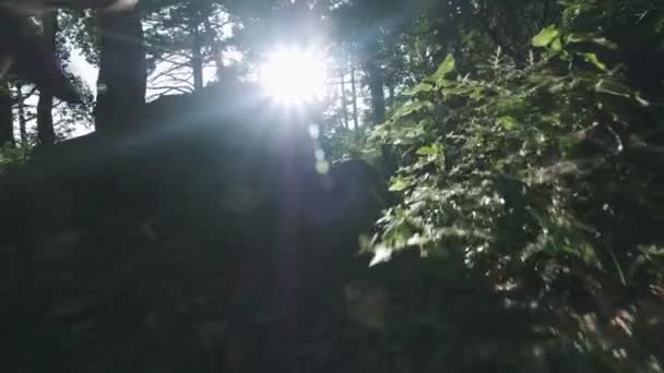 Slow Motion, Close Up: Dağcı dağcılık botları ve tanınmaz maceracı erkek yürüyüşçü dağ zirvesine tırmanma detay, ormanda güzel güneşli yaz gününde yokuş yukarı yürüyüş — Stok video