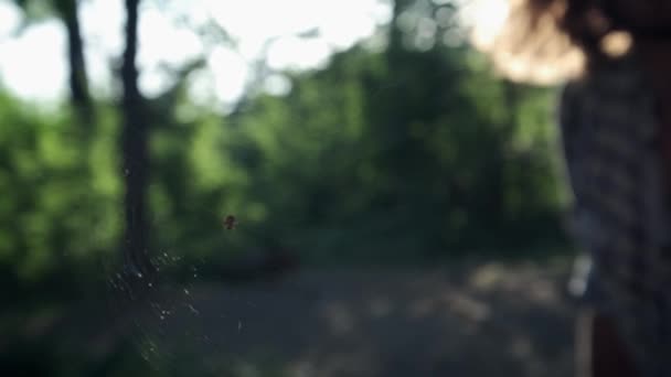 Un ragazzo nel bosco che esplora un grosso ragno sul web. Il viaggiatore guarda il web con un grosso ragno. Studio scientifico degli insetti in condizioni naturali di esistenza — Video Stock