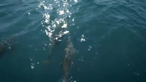 Diversi delfini nuotano davanti a una barca o a una nave. Salta e guarda la telecamera. Protezione degli animali e dell'ambiente . — Video Stock