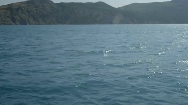 Una bandada de delfines salta del agua. Los delfines persiguen a los peces. Vacaciones de verano junto al mar — Vídeos de Stock