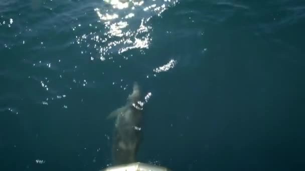 Diversi delfini nuotano davanti a una barca o a una nave. Salta e guarda la telecamera. Protezione degli animali e dell'ambiente . — Video Stock