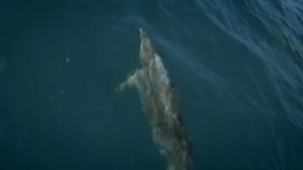 Plusieurs dauphins nagent devant un bateau ou un bateau. Saute et regarde la caméra. Protection des animaux et de l'environnement . — Video