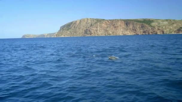 いくつかのスピナーイルカは、高速に泳ぐ、イルカ、水から飛び降りる、マグロを狩ります。朝の狩りの間に魚を追いかける美しく、インテリジェントな海洋動物。側面図。スローモーション. — ストック動画