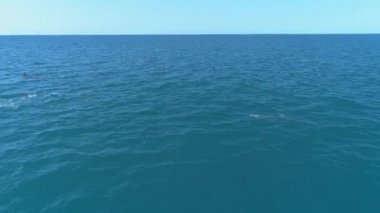 Bir yunus sürüsü sudan atlıyor. Yunuslar balığı kovalıyor. Deniz yoluyla yaz tatili